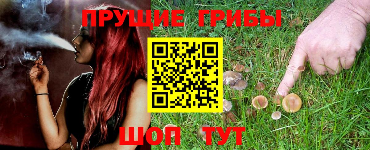 Псилоцибиновые грибы Psilocybine cubensis Назарово
